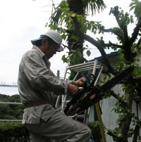 横須賀市内の植木剪定は横須賀市シルバー人材センターへ